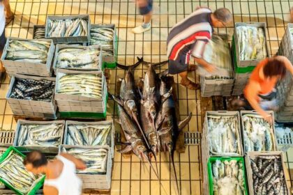 Fresh report warns fish fraud extends to one fifth of global catch